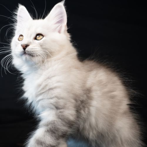 Blue - male black silver blotched tabby