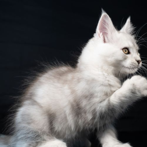 Blue - male black silver blotched tabby #3