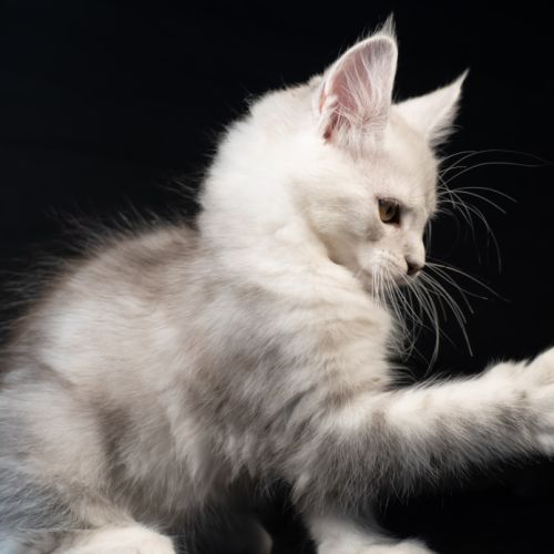 Blue - male black silver blotched tabby #4