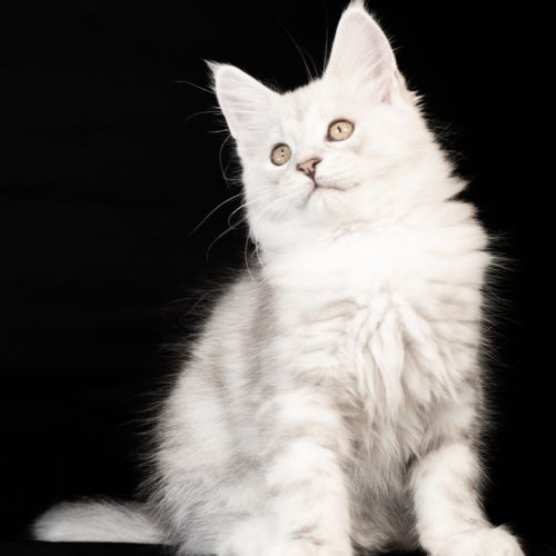 Blue - male black silver blotched tabby #5