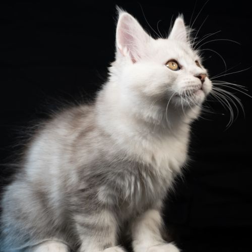 Blue - male black silver blotched tabby #6