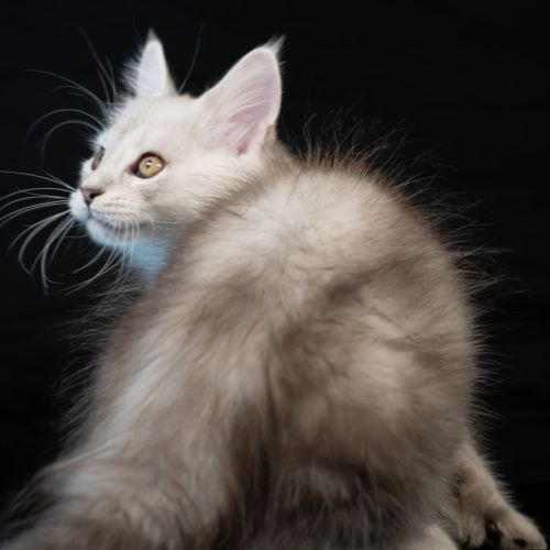 Blue - male black silver blotched tabby #7