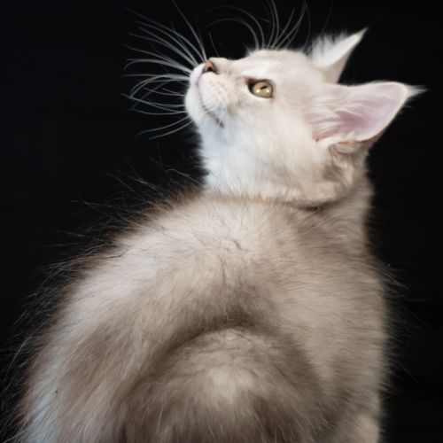 Blue - male black silver blotched tabby #8