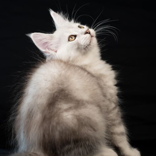 Blue - male black silver blotched tabby #9