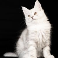 Blue - male black silver blotched tabby #5