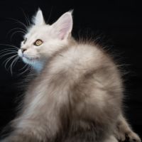 Blue - male black silver blotched tabby #7