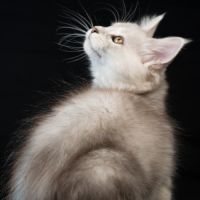 Blue - male black silver blotched tabby #8