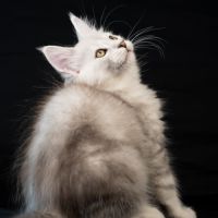 Blue - male black silver blotched tabby #9