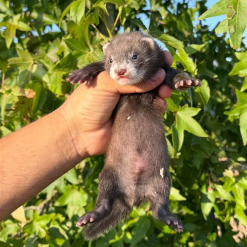 Furet  de compagnie #0