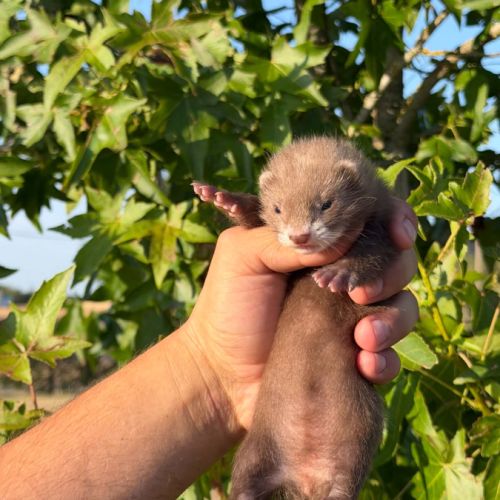 Furet  de compagnie #2