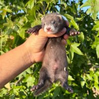 Furet  de compagnie