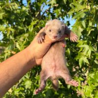 Furet  de compagnie #3