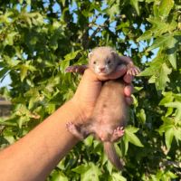 Furet  de compagnie #4