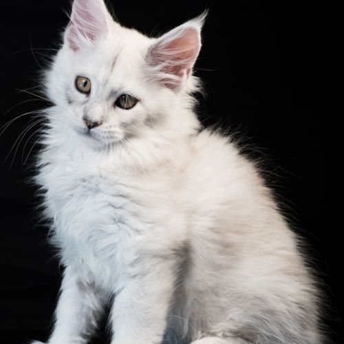 Billie - male black silver shaded #2