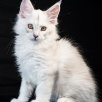 Billie - male black silver shaded #1