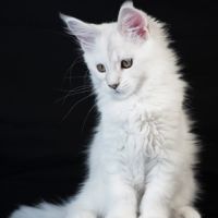 Billie - male black silver shaded