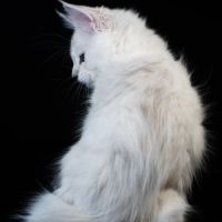 Billie - male black silver shaded #4