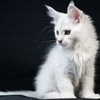 Billie - male black silver shaded #7
