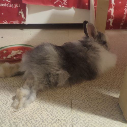 2 lapins nains #1