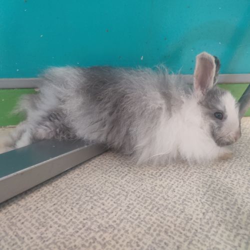 2 lapins nains #2