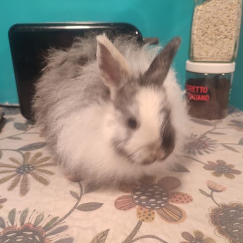 2 lapins nains #3