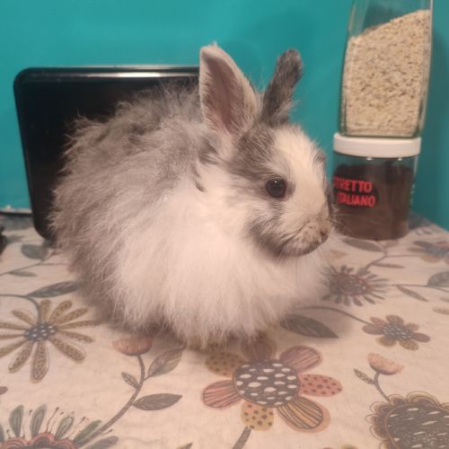 2 lapins nains #4