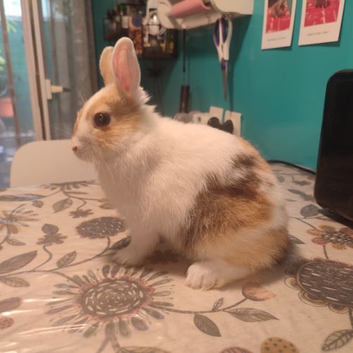 2 lapins nains #6