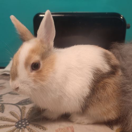 2 lapins nains #0