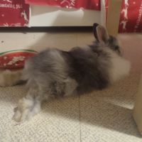 2 lapins nains #1