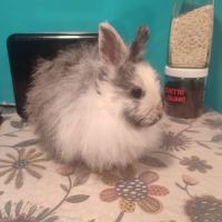 2 lapins nains #4