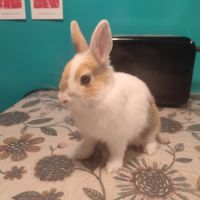 2 lapins nains #5