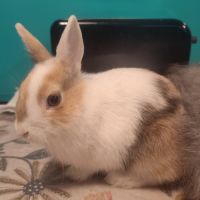 2 lapins nains