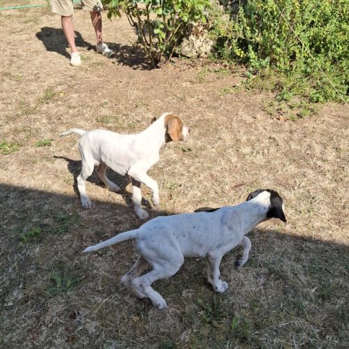 Chiots lof pointer anglais #2