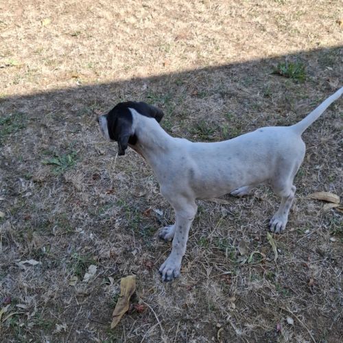 Chiots lof pointer anglais #3