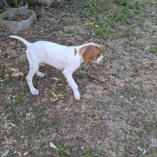 Chiots lof pointer anglais #4