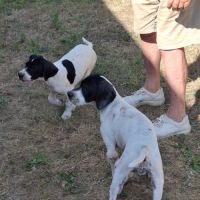 Chiots lof pointer anglais #0
