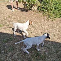 Chiots lof pointer anglais #2