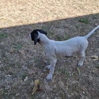 Chiots lof pointer anglais #3