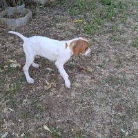 Chiots lof pointer anglais #4