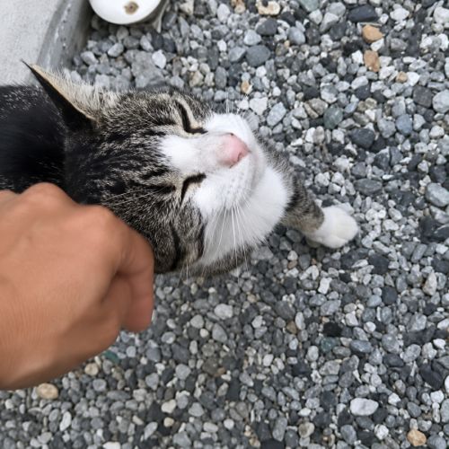 Chat frisbee #3