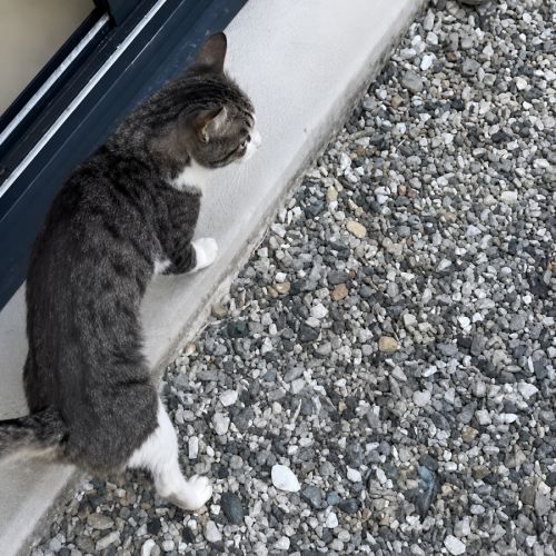 Chat frisbee #4