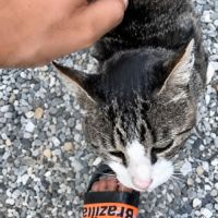 Chat frisbee