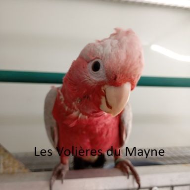 Jeunes cacatoès rosalbin 2026 #1