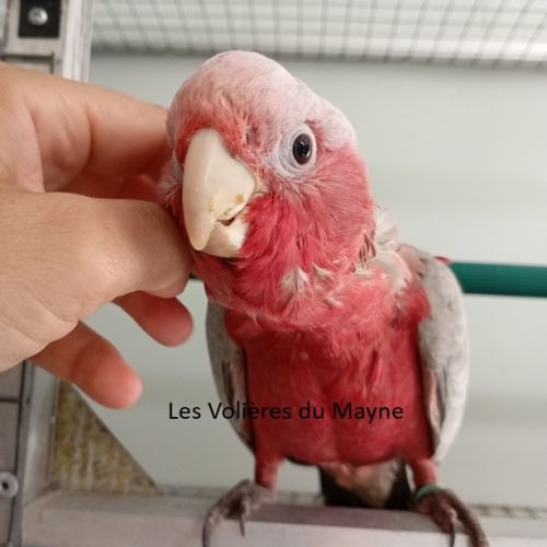 Jeunes cacatoès rosalbin 2026 #3