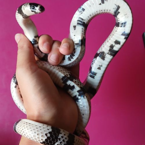 Lampropeltis triangulum hondurensis anery #1
