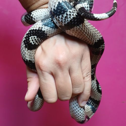 Lampropeltis triangulum hondurensis anery #2
