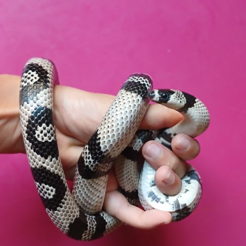 Lampropeltis triangulum hondurensis anery