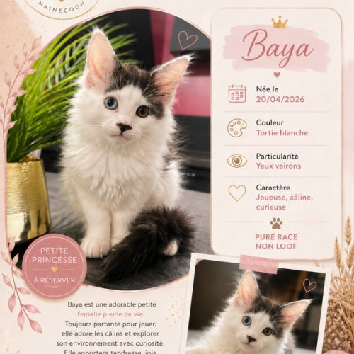 Chaton mainecoon #1