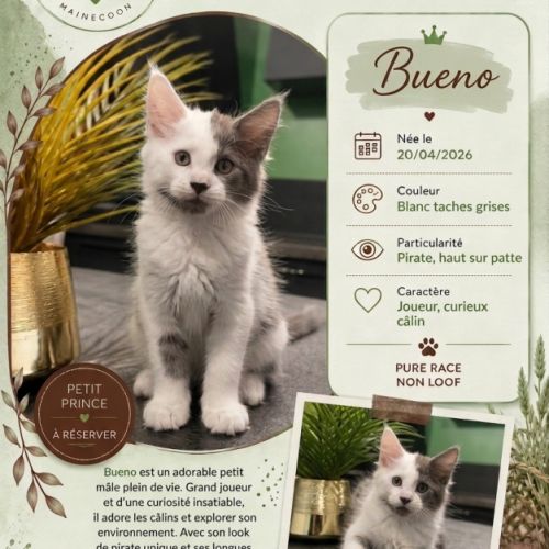 Chaton mainecoon #3