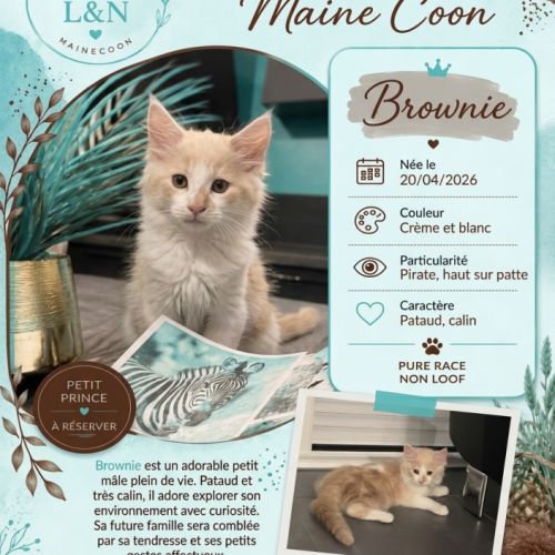 Chaton mainecoon #4